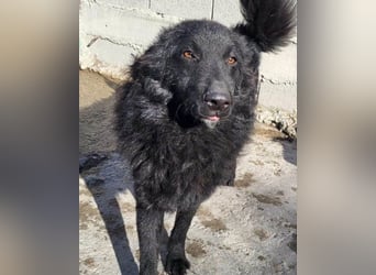 LENZI❤️unser kroat. Schäferhund-Mix-Rüde ist ein wahrer Sonnenschein!