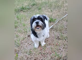 RESERVIERT!!!! Verspielte CARINA (Bichon-Havaneser-Mix) sucht ihr Für-immer-Zuhause!