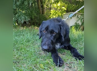 Betty wartet in 59510 Lippetal-Herzfeld