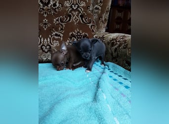 Reinrassige Chihuahua Welpen, Papiere, verkaufen
