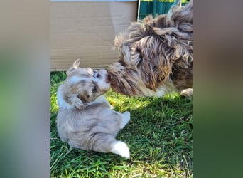 Bezaubernde Welpen aus Bolonka Zwetna und Pomeranian (Zwergspitz)