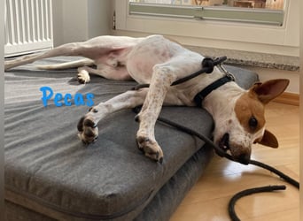 Pecas 05/2022 (in Deutschland) - frech, klug und bereit fürs Abenteuer!