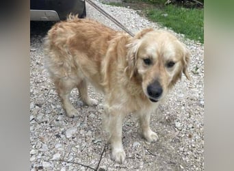 Sam, Golden Retriever