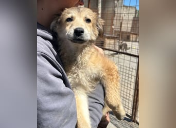 Fiete ❤️ verschmuster, offener Hundejunge