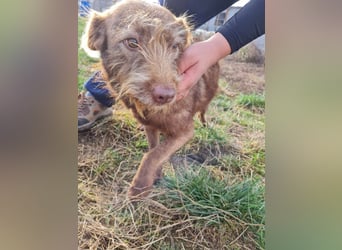 KOKO - ein total goldiges Mädchen sucht ein Zuhause