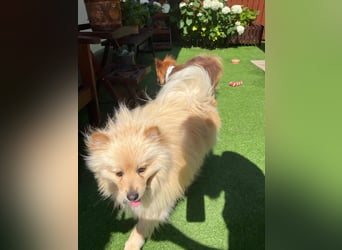 Barney2 SR – kleiner Charmeur sucht beständiges Zuhause