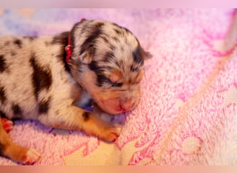 Blue merle rüde aussi border