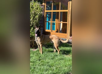 Malinois 