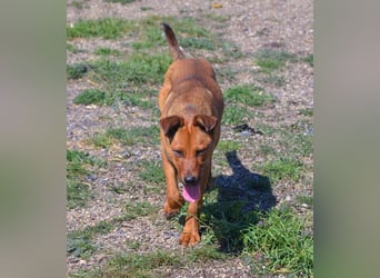 TILLY - sportliche, junge Hündin sucht Familie