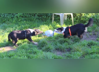 Miniature Australian Shepherd Welpen aus liebevoller Hausaufzucht ohne Abstammungsnachweis.