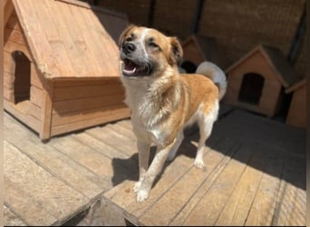 Noel sucht ein Zuhause