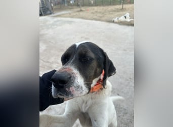 Lotte – Lebensfrohes Pointermädchen sucht aktive Familie!