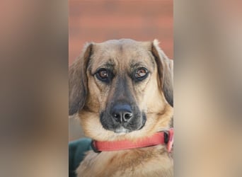 Manja - sanfte Hundeseele sucht liebevolle Familie zum Ankommen!