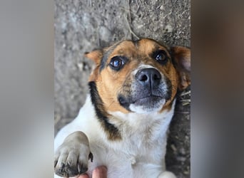 Bea - freundliche, aktive, anhängliche Beagle Mix Hündin / z.Zt. noch in Rumänien