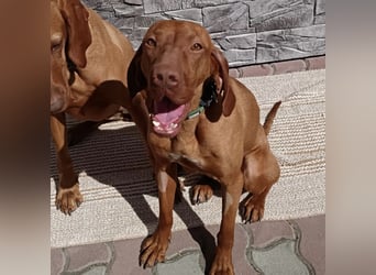 VIZSLA-RÜDE MISI SUCHT ZUHAUSE