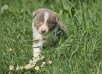 Border Collie Welpen -  Rüden und Hündin