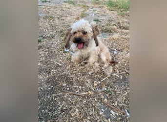 Winnie – kleiner Herzbube der seine Menschen sucht
