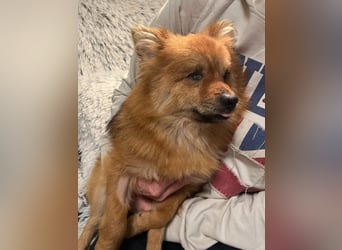 Bella SR - bezaubernder Schatz sucht Zuhause!