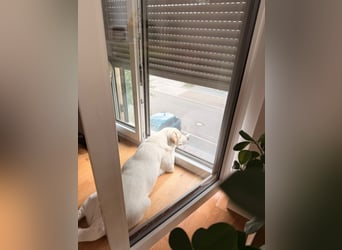 Bella Mischlingshündin ca. 3 Jahre alt in 72072 Tübingen
