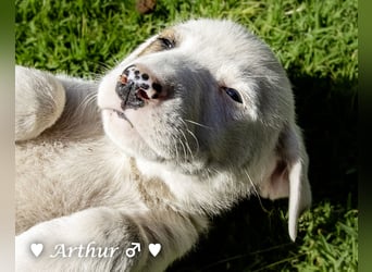 Annie und ihre Geschwister suchen ein Zuhause