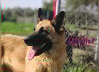 Estrella1 05/2021 (in Deutschland) - sportliche, hübsche Deutsche Schäferhund Mix Hündin!