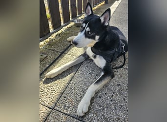 der sehr kinderliebe Blesse - aus 31675 Bückeburg sucht Dich!