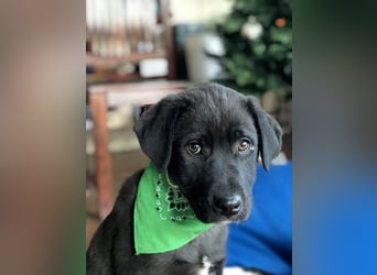 Hübscher Fido sucht seine Familie