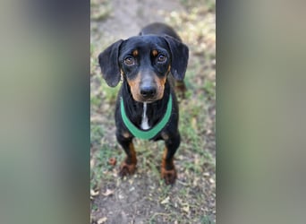 Walter - ein aufgeweckter, kleiner Kerl