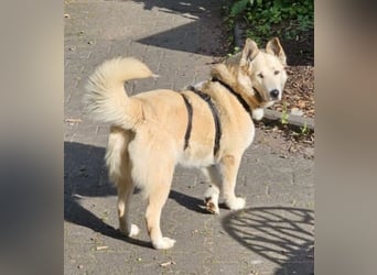 Pippa *auf Pflegestelle in 33615 Bielefeld*