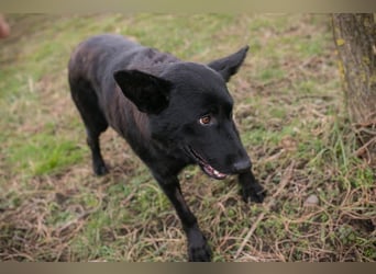 Sonja: Hundemama sucht Zuhause