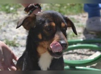 Bingo – einer von zwölf zurückgelassenen Hunden sucht ein neues Zuhause