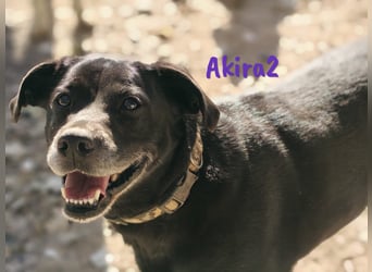Akira2 04/2017 (ESP) - ausgeglichene, sehr liebevolle und soziale Labrador-Mix Hündin!