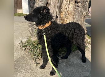 Bony ein Traumhund