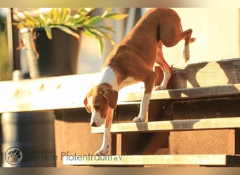 Roxy sucht ein Zuhause
