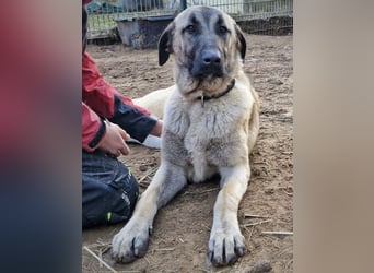 Kangal-Junghunde -  Sila, Shaya und Tamaz