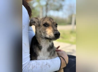 Ginny LM– Zarte Welpenhündin sucht geduldige Familie