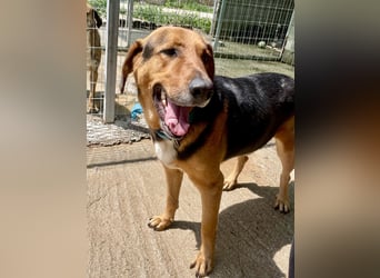 Junger Mischlingsrüde MARLEY (3 Jahre) sucht eine Familie