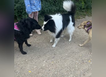 Amelie eine absolute Familienhündin