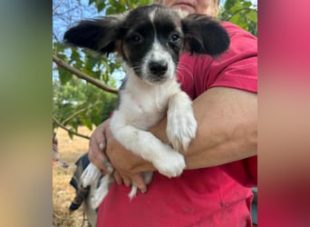 Letty, geboren 30.03.2025, 24cm sucht ihr Zuhause