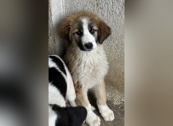 Zarina, geb. ca. 01/2025, lebt in GRIECHENLAND, im städt. Tierheim Serres