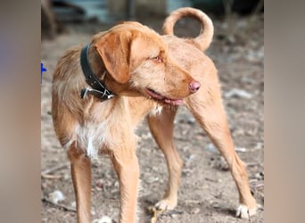 Courbet geb. 11/2022 (ESP) - verspielter, hübscher Jagdhund-Mix Junghund!