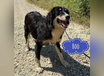Boo möchte Liebe erfahren