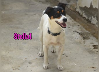 Stella1 geb. 01/2024 (ESP) - sehr liebe und verschmuste, süße Bodeguera!