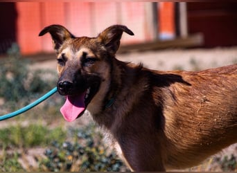 Cindy, Mix Schäferhund / Malinois, lieb und sozial