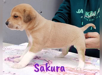 Sakura 01/2025 (ESP Pflegestelle) - neugierige, zuckersüße Ratonero Bodeguero Andaluz Welpin!