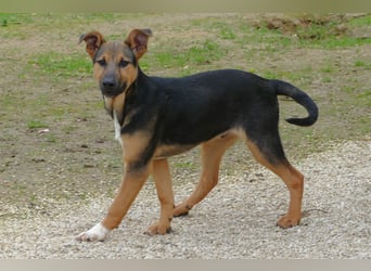 lieber Bruce sucht sein kuscheliges Zuhause