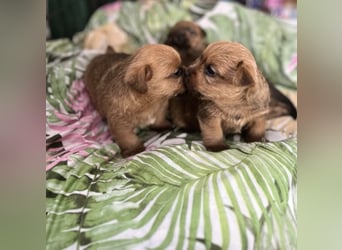 Norfolk Terrier Welpen aus der Zucht VILMHOF FCI