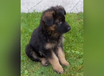 Schäferhund-Welpen 1 Rüde, 8 Hündinnen zu verkaufen