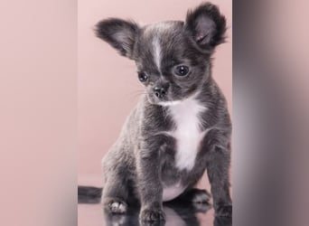 Chihuahua Welpen reinrassig Rüde Mai2025