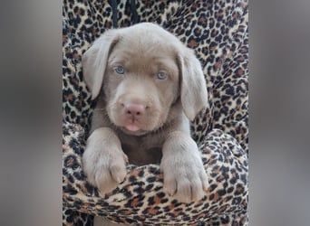 Labrador Aussiedor Welpen aus liebevoller Zucht
